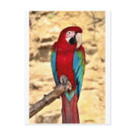 Red And Green Macaw postcards