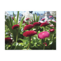 Red and Pink Bellis Perennis Daisies Postcards