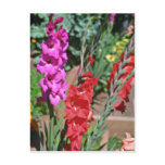 Red And Pink Gladiolus Stalks flowers Postcard