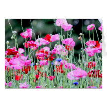Red and Pink Poppies Greeting Cards