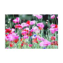Red and Pink Poppies Stretched Canvas Print