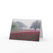 Red and pink tulips greet the day on a misty