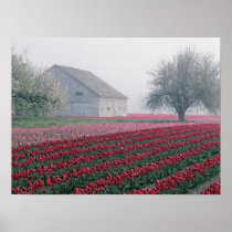 Red and pink tulips greet the day on a misty