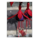 Red and purple Flower with raindrops Greeting Cards