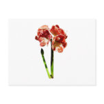 Red and White Amaryllis With Bud Postcards
