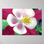 Red and White Flower Macro posters