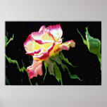 Red and white rose, water glass blue colour duplic poster