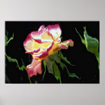 Red and white rose, water glass blue colour duplic posters