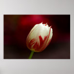 Red and White Solitary Tulip Poster