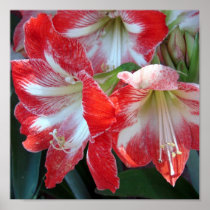Red and White Stripe Amaryllis poster