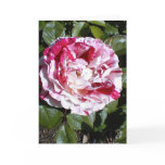 Red and White Striped Rose Card
