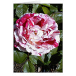 Red and White Striped Rose Card