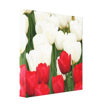 Red and White Tulips Canvas Print