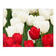 Red and White Tulips Postcard