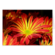 Red and Yellow chrysanthemum flowers customisable Greeting Cards