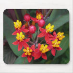 Red and yellow flower mousepad (butterfly weed)