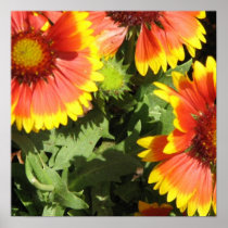 Red and Yellow Flowers Poster