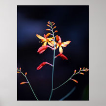 Red and Yellow Flowers Posters