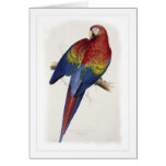 Red and yellow macaw cards