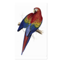 Red and Yellow Maccaw by Edward Lear Business Card Templates