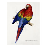 Red and Yellow Maccaw postcard