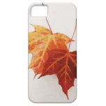 red and yellow maple leaves - autumn iphone 5 case