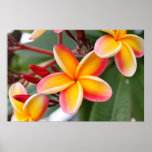 Red and Yellow Plumeria Flowers 3 Poster