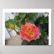 Red and Yellow Rose Print