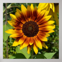 Red and Yellow Sunflower Posters
