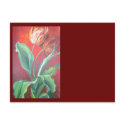 Red and Yellow Tulips postcards