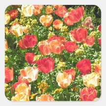Red and Yellow Tulips Sticker