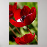 Red Anemone Flower posters