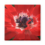 Red Anemone