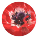Red Anemone