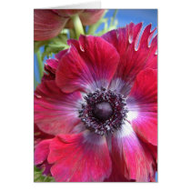 red anenome greeting card