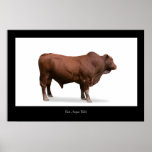 Red Angus Bull Poster Print