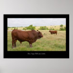 Red Angus Cattle Poster Print