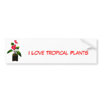 Red Anthurium in Planter