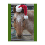 Red Appaloosa with Santa Hat Post Cards