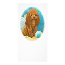 Red Apricot Poodle with Ball