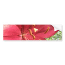 Red Asiatic Lily