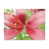 Red Asiatic Lily Flower Postcards