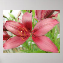 Red Asiatic Lily Flower Poster Print