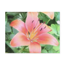 Red Asiatic Lily