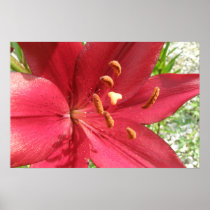 Red Asiatic Lily