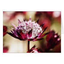 Red Astrantia Cards