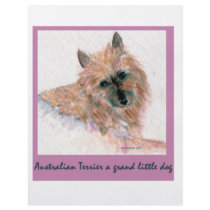 Red Australian Terrier FACE