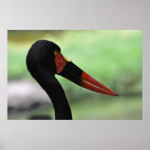 Red beak - poster / print