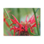Red Bee Balm Flowers Postcards