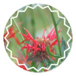Red Bee Balm Flowers Sticker